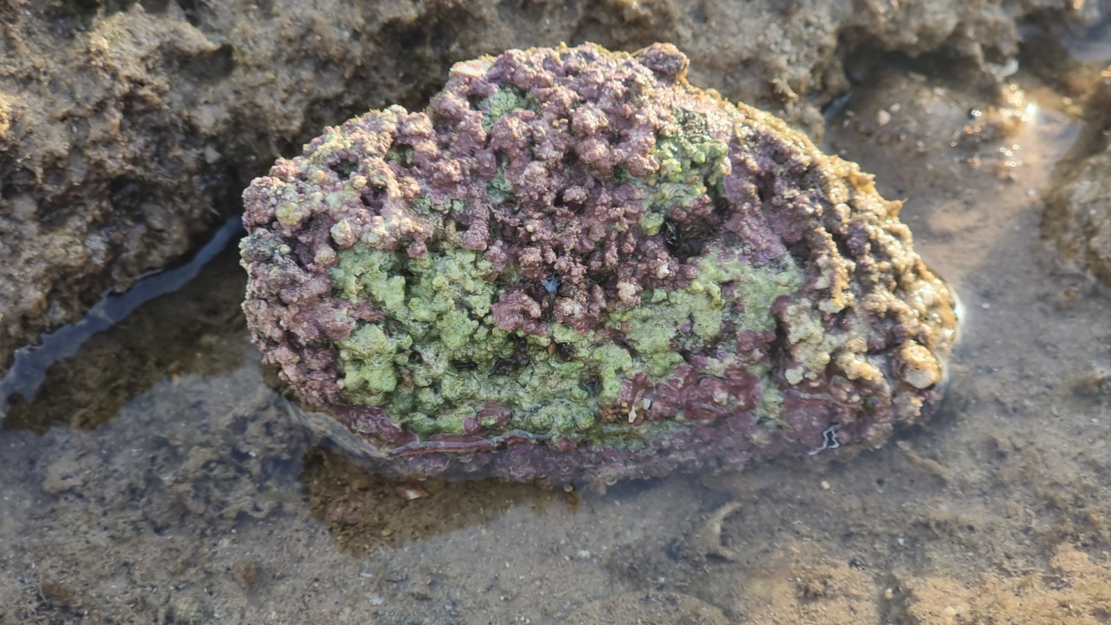 WhatsApp Image 2023-02-20 at 5.53.59 PM (15).jpeg